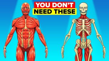 Kidney and 5 other body parts you don’t need to survive