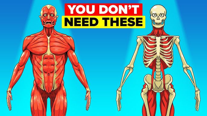 Kidney and 5 other body parts you don’t need to survive