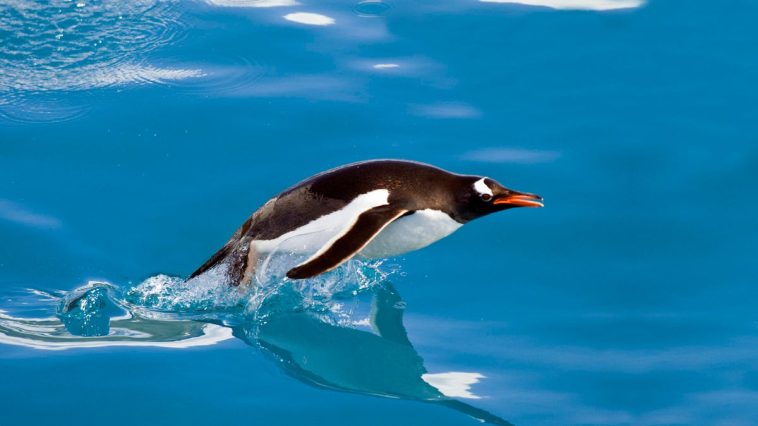 Linux kernel 6.14 is a big leap forward in performance and Windows compatibility