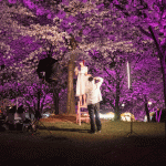 Cherry Blossom Nights