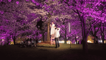 Cherry Blossom Nights