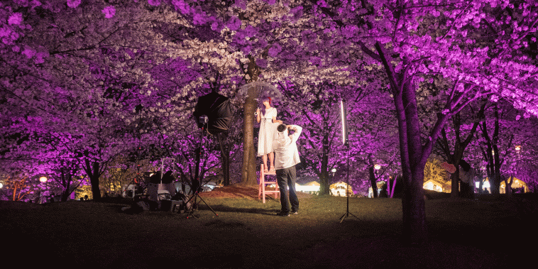 Cherry Blossom Nights