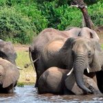 Malawi-Zambia communities threaten legal action over elephant relocation