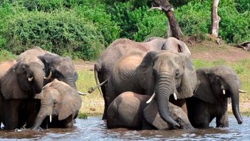 Malawi-Zambia communities threaten legal action over elephant relocation