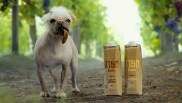 Ryan Reynolds’ Latest Business Bet? Boxed Wine, With Dogpool as Its Spokesdog