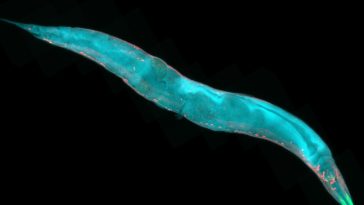 Love or immortality: A short story