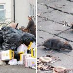 British Army called in to help fight rats as piles of rubbish grow in Birmingham