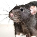 One NZ looking for solution to make fibre lines resilient to rats