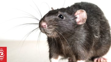One NZ looking for solution to make fibre lines resilient to rats