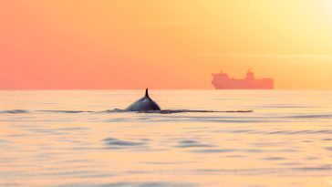 Ping, You’ve Got Whale: AI detection system alerts ships of whales in their path