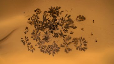 Through the Cracks: Unveiling the Truth in Silence