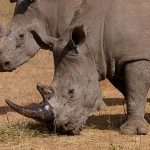 Poachers kill more than 100 rhinos in South Africa