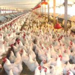 How To Make Money From Poultry Business