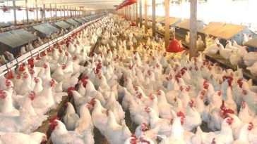 How To Make Money From Poultry Business