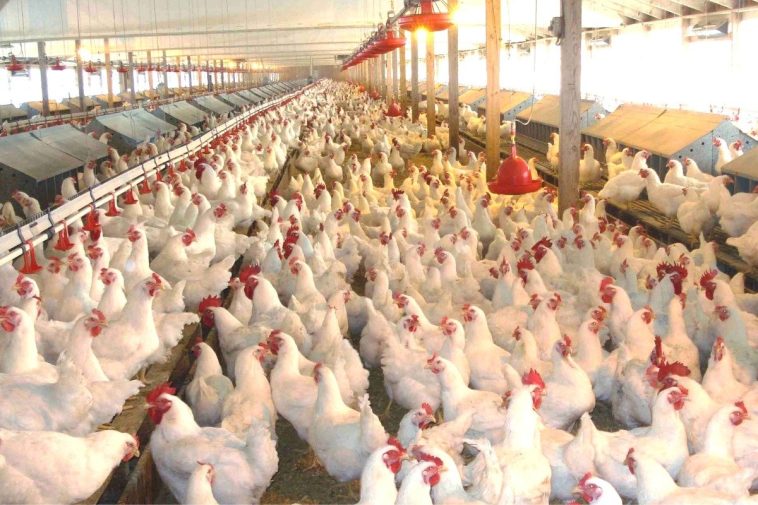 How To Make Money From Poultry Business