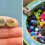 37 Things That Just Want To Make Life Easier For Pet Owners