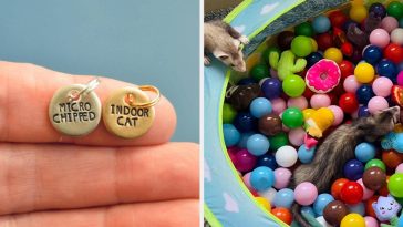 37 Things That Just Want To Make Life Easier For Pet Owners