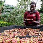 How Ugandan women are taking control of the coffee business