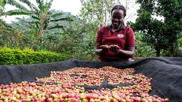 How Ugandan women are taking control of the coffee business