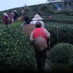 In China’s Tea Heartland, Workers Pick Through Climate Whiplash