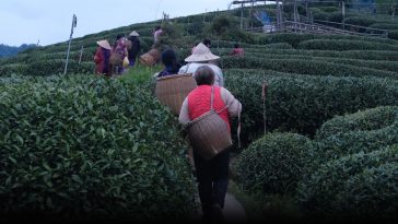 In China’s Tea Heartland, Workers Pick Through Climate Whiplash