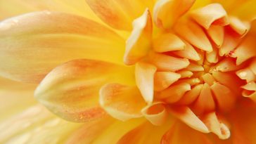 Create Your Blossom Bliss