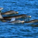 Want to Speak to Dophins? Researchers Won $100,000 AI Prize Studying Their Whistling