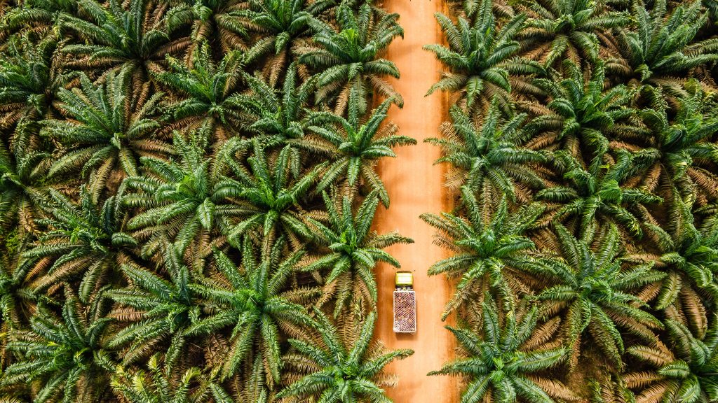 RSPO head on EUDR, palm alternatives, and the future of sustainability