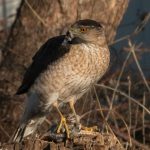 How a hawk learned to use traffic signals to hunt more successfully
