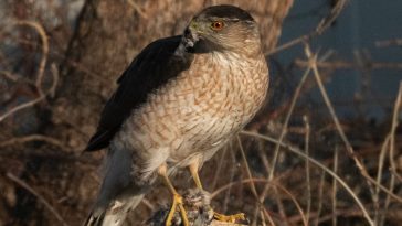 How a hawk learned to use traffic signals to hunt more successfully
