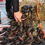 Deniz hıyarı ve beyaz kum midyesi üretimi arttı