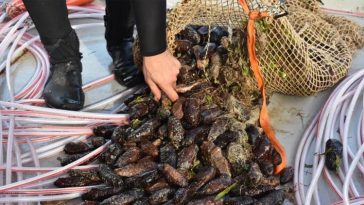 Deniz hıyarı ve beyaz kum midyesi üretimi arttı