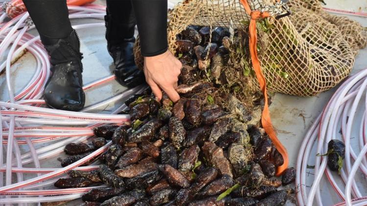 Deniz hıyarı ve beyaz kum midyesi üretimi arttı