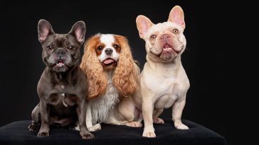 A Sit-Down with a Dog Photographer