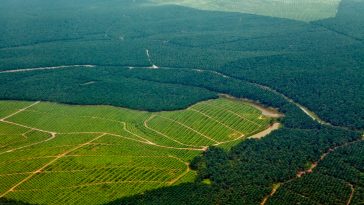 EUDR eyes new country category: ‘negligible risk’