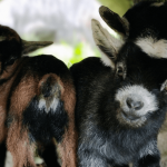Pygmy goats: Big business in a tiny package