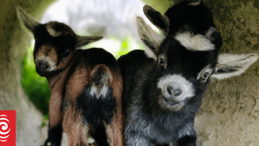 Pygmy goats: Big business in a tiny package