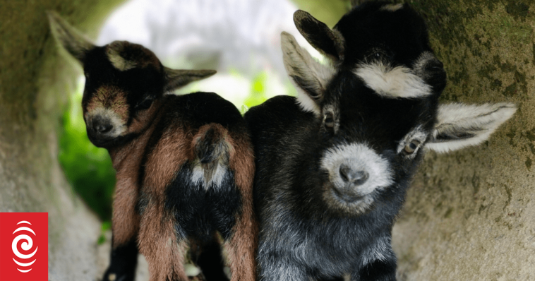 Pygmy goats: Big business in a tiny package