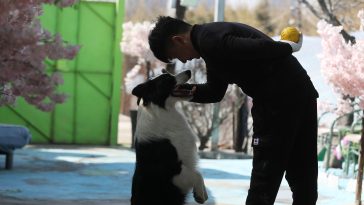Pet Degree: A Top Chinese School Debuts a Companion Animal Major