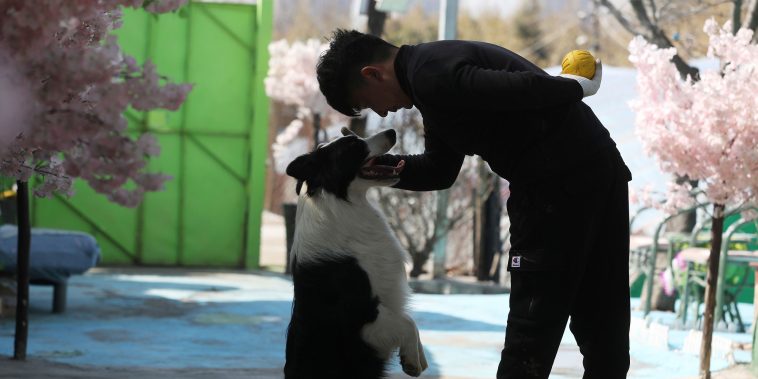 Pet Degree: A Top Chinese School Debuts a Companion Animal Major