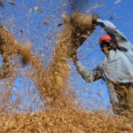 India to see record rice crop even as reserves overflow