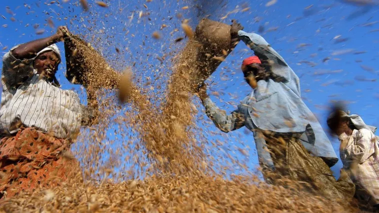 India to see record rice crop even as reserves overflow