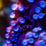 Robotic sucker can adapt to surroundings like an actual octopus