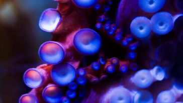 Robotic sucker can adapt to surroundings like an actual octopus