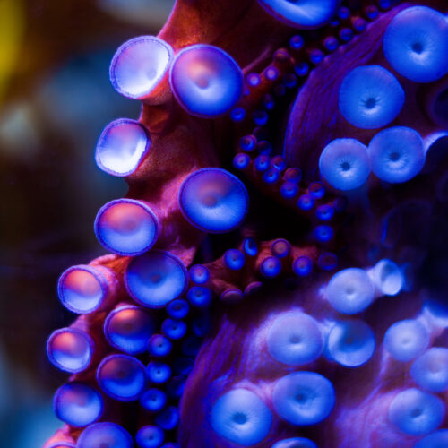 Robotic sucker can adapt to surroundings like an actual octopus