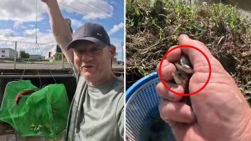 Aussie dad’s fight against invasive threat spreading ‘everywhere’ in our waterways