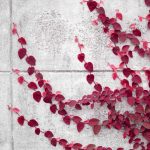 Instant Payments Fintech Ivy Adds Circle’s USDC, EURC Stablecoins