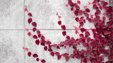 Instant Payments Fintech Ivy Adds Circle’s USDC, EURC Stablecoins