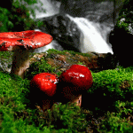 China’s Mushroom Foraging Craze Is Wrecking Its Forests