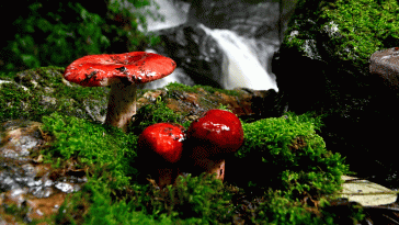 China’s Mushroom Foraging Craze Is Wrecking Its Forests